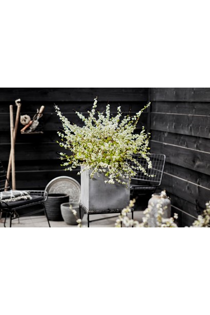 Декоративна спірея Голдфаєр для будь-якого сезону.